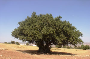 Drvo argana