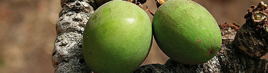 shea maslac karite mandigo gdje kupiti za kožu sunčanje