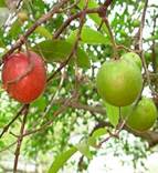 kokum maslac